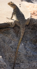 Oplurus quadrimaculatus