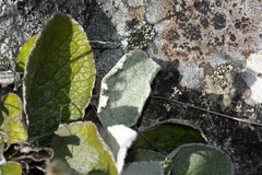 Brachyglottis haastii