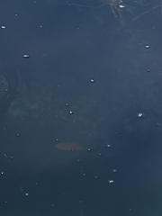 Hypsypops rubicundus