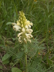 Pedicularis comosa