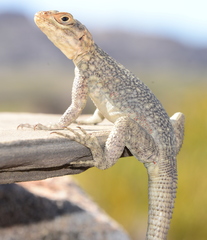 Oplurus quadrimaculatus
