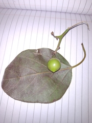 Magnoliopsida