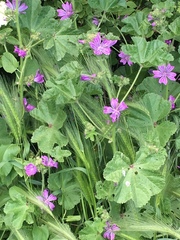 Malva sylvestris