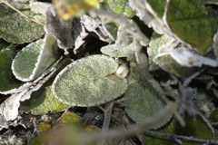 Brachyglottis haastii