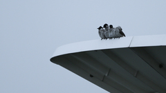 Pycnonotus aurigaster