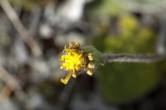 Brachyglottis haastii