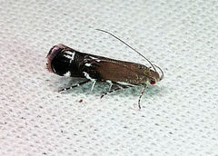 Anacampsis levipedella