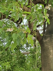 Catalpa longissima