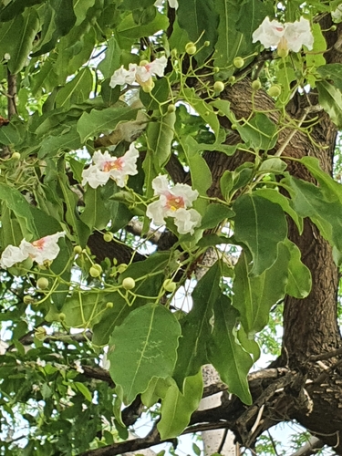 Catalpa longissima