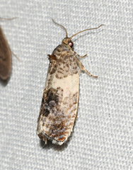 Pseudosciaphila duplex