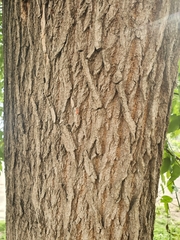 Catalpa longissima