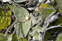 Brachyglottis haastii