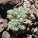 Cushion Cryptantha - Photo (c) Jim Boone, some rights reserved (CC BY-NC), uploaded by Jim Boone