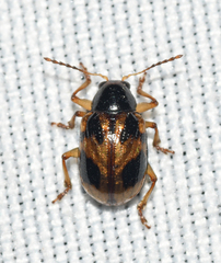 Paria quadrinotata