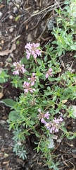 Thymus bashkiriensis