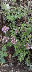 Thymus bashkiriensis