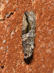 Proteoteras crescentana