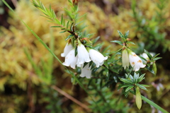 Disterigma pernettyoides