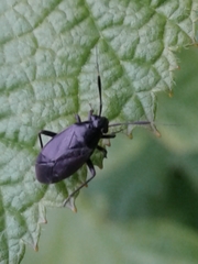 Capsus