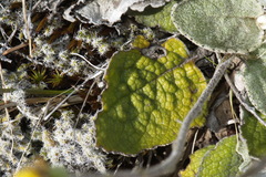 Brachyglottis haastii