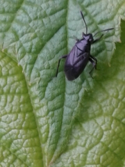 Capsus