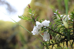 Disterigma pernettyoides