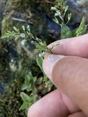 Veronica anagallis-aquatica