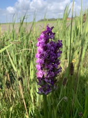 Dactylorhiza praetermissa