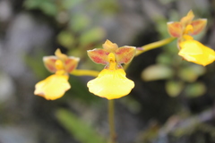 Cyrtochilum aureum