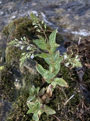 Veronica anagallis-aquatica