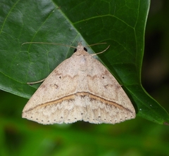 Ugia disjungens
