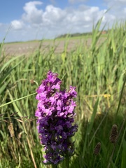 Dactylorhiza praetermissa