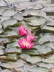 Nymphaea