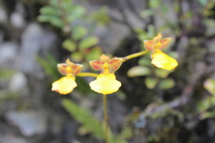 Cyrtochilum aureum
