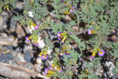 Phacelia bicolor