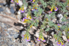 Phacelia bicolor