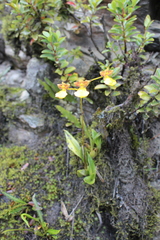 Cyrtochilum aureum