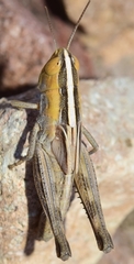 Ramburiella hispanica