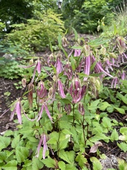 Campanula punctata