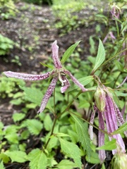 Campanula punctata