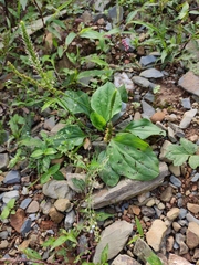 Plantago depressa