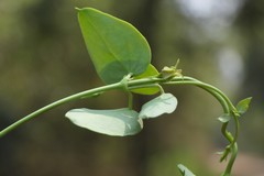 Pentatropis nivalis