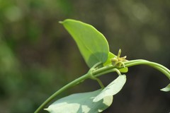 Pentatropis nivalis