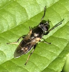 Myolepta