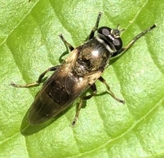 Myolepta