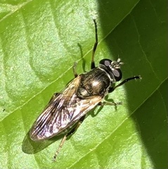 Myolepta