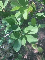 Amelanchier nantucketensis