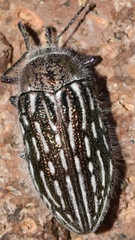 Julodis onopordi