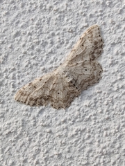 Idaea incisaria