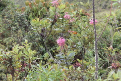 Oreocallis grandiflora